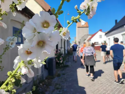 Vackra stockrosor blommar längs en kullerstensgata där en grupp människor följer med på guidade turer i en svensk stad.