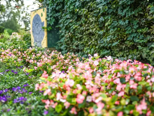 Bunte Blumenbeete vor einer mit Efeu bewachsenen Wand mit einem gelben Schild und einem Ammoniten-Motiv.