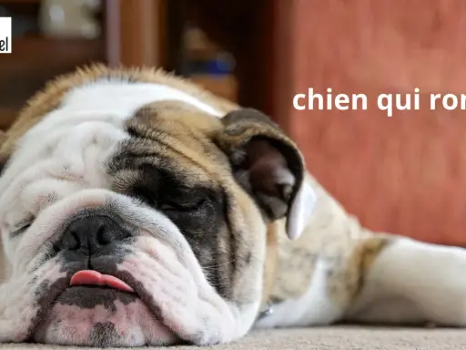 Gros plan sur un bouledogue endormi, la langue sortie, un vrai chien qui ronfle.