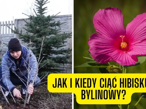 Kiedy przycinać hibiskusa? Wiosna to klucz do obfitego kwitnienia