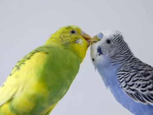 Due cocorite, una gialla e una blu, si baciano. Per capire come si vede se una cocorita deve fare le uova, osserva il suo addome.