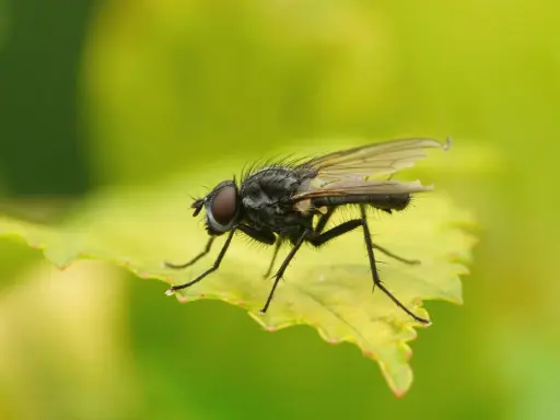 Gros plan d'une mouche des semis aux yeux rouges, perchée sur une feuille verte aux bords dentelés.