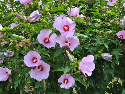 Hibiskus ogrodowy: Jak przycinać, by kwitł obficie? Poradnik