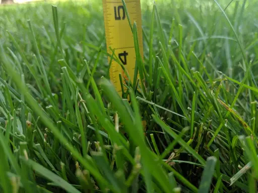 A yellow measuring tape shows the kentucky bluegrass mowing height is around 4.5 inches.