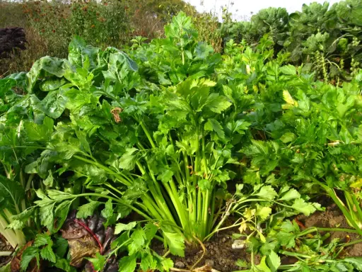 Un beau champ de céleri frais, prêt à être récolté. La saison du céleri est à son apogée, offrant des légumes croquants et savoureux.