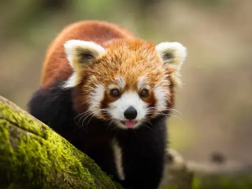 Ein niedlicher Roter Panda leckt sich die Zunge im Zoo Lissabon.