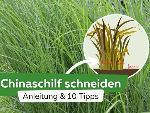 Anleitung zum Chinaschilf schneiden: Ein Kreis zeigt, wie man das Gras auf 8-12 cm zurückschneidet.