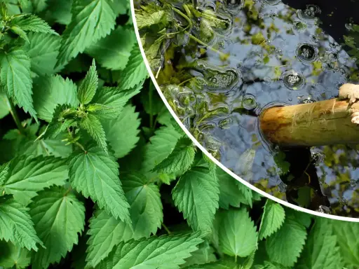 Orties vertes et un seau d'eau avec une branche, pour apprendre comment utiliser le purin d'ortie.