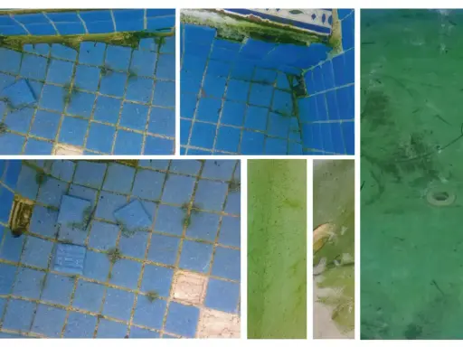 La piscina está cubierta de algas verdes, cubriendo las baldosas azules y el fondo.