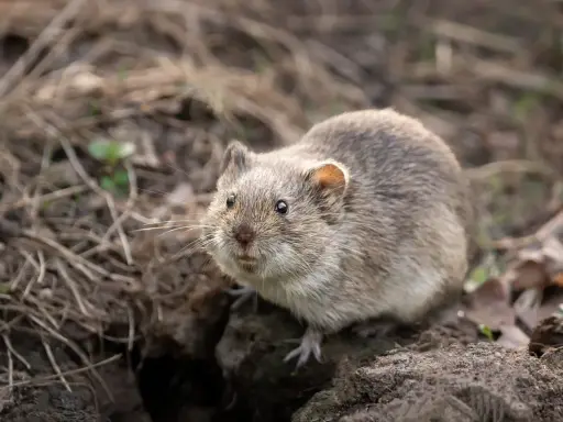 Un rat taupier, petit rongeur au pelage gris, émerge de son terrier au milieu de feuilles mortes et de brindilles.