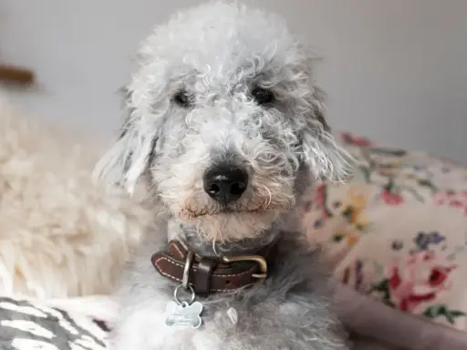 Uroczy pies rasy Bedlington Terrier z kręconą, szarą sierścią. Zastanawiasz się, ile żyje pies z padaczką?