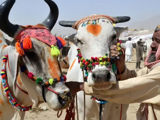 Zwei festlich geschmückte Rinder auf einem Markt, bereit für das Eid al-Adha. Ein Mann mit Kopftuch kümmert sich um die Tiere.