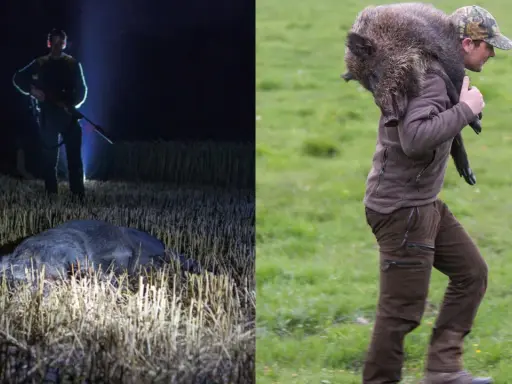 Hunter with rifle in field at night next to dead wild boar; hunter carrying wild boar over shoulder in grassy field.