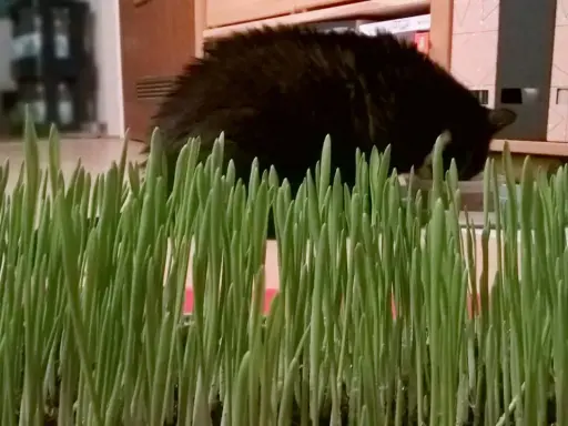 Frisch gezogenes Katzengras, bereit für die Samtpfote. So einfach ist Katzengras selber ziehen!
