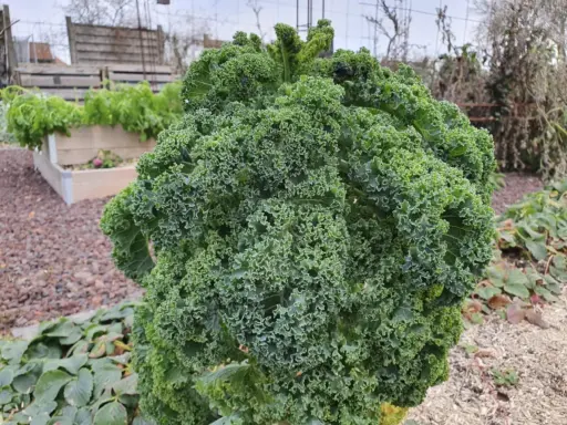 Gros chou kale frisé, prêt pour la récolte. La culture de ce légume-feuille est florissante dans ce potager.