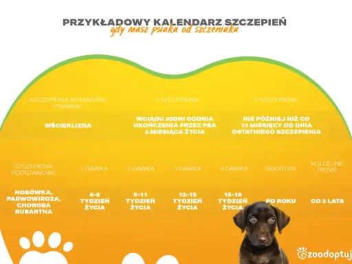 Kalendarz szczepień psa: pierwsze szczepienie szczeniaka, dawki, wścieklizna, choroby.