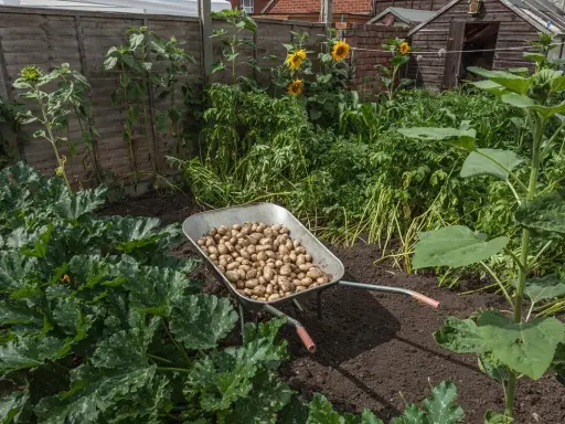 Taczka pełna świeżo wykopanych ziemniaków na tle ogrodu z kwitnącymi słonecznikami i bujną zielenią. Trwa uprawa ziemniaków.