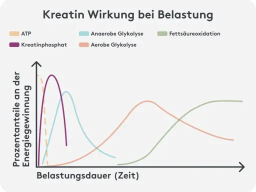 Diagramm zeigt, was bewirkt Kreatin: Kreatinphosphat liefert kurzfristig Energie, gefolgt von anaerober und aerober Glykolyse sowie Fettsäureoxidation bei längerer Belastung.