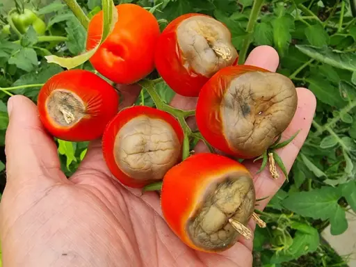 Pomidory z suchą zgnilizną. Jak zwalczać tę chorobę, by ratować plony?