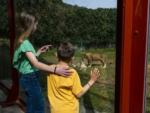 Kinder bestaunen Löwen im Selwo Aventura. Ein Mädchen zeigt auf die Tiere, während ein Junge fasziniert zuschaut.