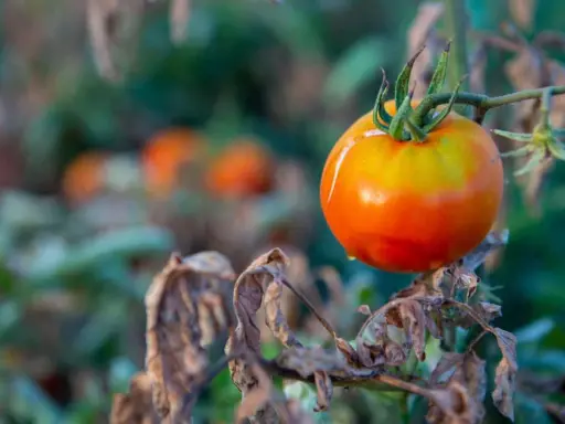 A single ripe tomato hangs on a branch, surrounded by wilted leaves. This image raises the question: can tomato plants get too much sun?