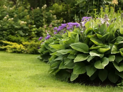 En frodig funkia samplantering med lila blommor i bakgrunden. Gräsmattan är välklippt och ger en fin kontrast.
