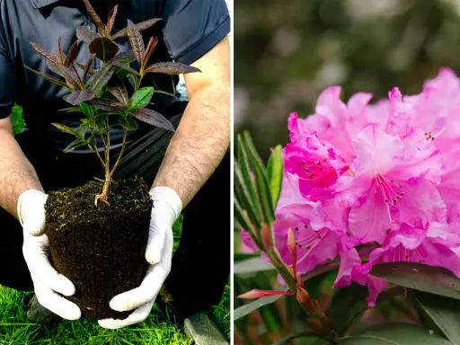 Mains gantées tenant un jeune plant prêt à planter un rhododendron. À côté, une fleur de rhododendron rose éclatante.