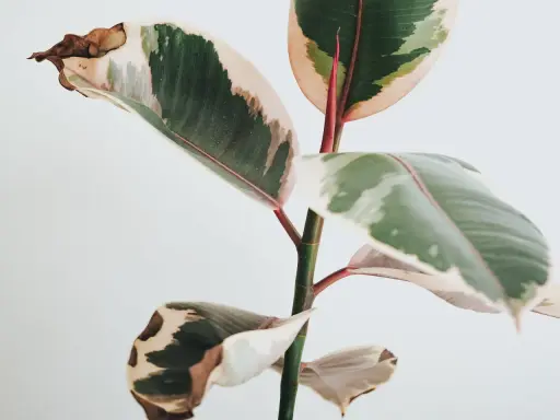 En ficus med gröna, vita och rosa blad. Några bruna blad visar tecken på att torka ut.
