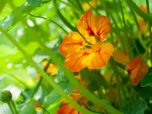 Fleurs de capucines aux couleurs vives, éclatantes de soleil, prêtes à égayer le jardin.