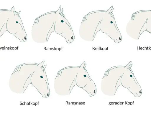 Illustrationen verschiedener Pferdekopfprofile: Schweinskopf, Ramskopf, Keilkopf, Hechtkopf, Schafkopf, Ramsnase, gerader Kopf. Die richtige Kopfhaltung pferd ist wichtig.
