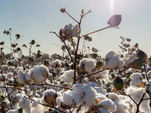 Campo di cotone maturo, con soffici fiocchi bianchi che promettono preziose fibre naturali vegetali.