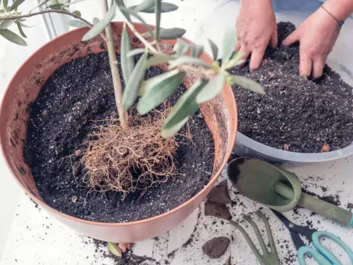 Hände arbeiten an einem Olivenbaum umtopfen. Der Baum steht in einem braunen Topf, daneben frische Erde in einer Schüssel und Gartengeräte.