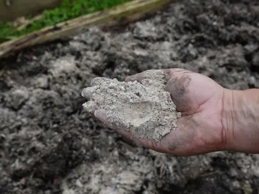 Dłoń trzyma popiół drzewny, który posłuży jako nawóz pod tuje.