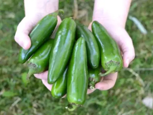Hands cradle a bountiful harvest of fresh, green pepper plants, glistening in the sunlight.