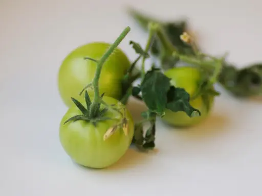 Tre omogna, gröna tomater hänger på en gren med blad. De ser ut som små, romantica tomater som väntar på att mogna.
