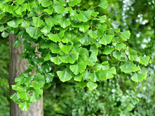 Rameau d'un arbre de ginkgo biloba, ses feuilles vertes en forme d'éventail créent une belle plantation.