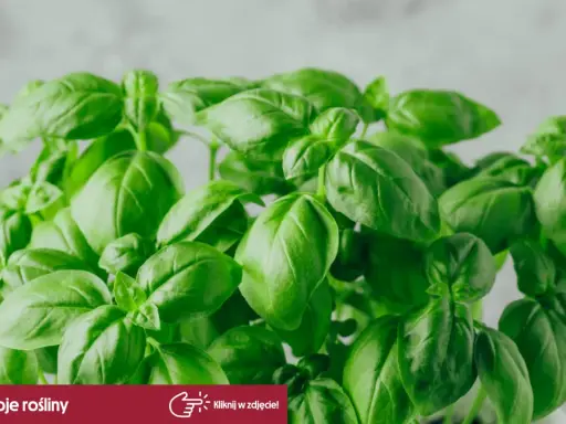 Jakie przyprawy do spaghetti? Odkryj sekrety wybitnego smaku!
