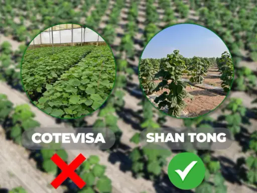 Porównanie odmian drzewa tlenowego po 5 latach: Shan Tong rośnie najlepiej, inne odmiany mają problemy.