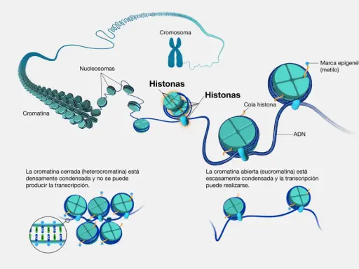Las histonas son proteínas que empaquetan el ADN en cromatina. El ADN se enrolla alrededor de las histonas formando nucleosomas, que son la base de la estructura cromosómica.