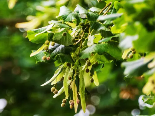 Rameau de tilleul avec ses feuilles vertes et ses fruits, rappelant l'infusion de tilleul et ses possibles effets secondaires.