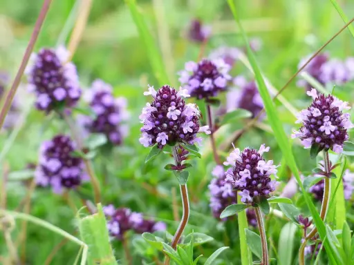 Fleurs de thym sauvage, source de l'huile essentielle thym linalol, dans un champ verdoyant.