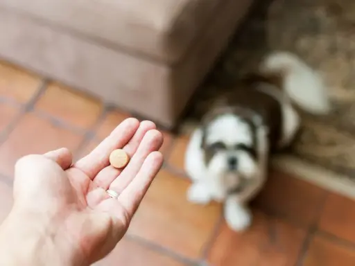 Do kiedy tabletki na kleszcze dla psa? Prawda o całorocznej ochronie