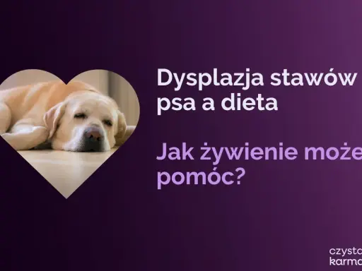 Labrador odpoczywa, gdy tekst informuje o dysplazji u psa i wpływie diety na jego zdrowie.