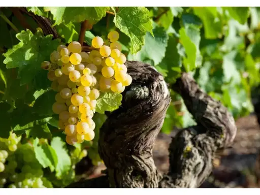 Grappes de raisins blancs mûrs sur une vigne ancienne, promesse d'un champagne grand cru d'exception.