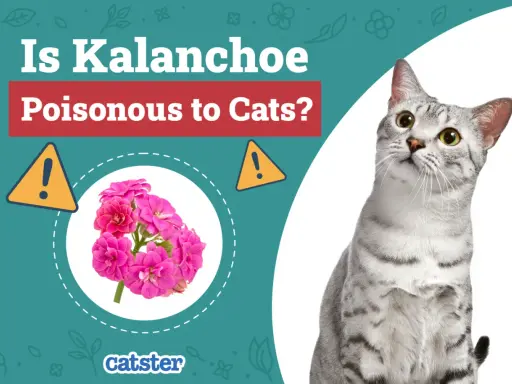 Un chat gris tigré regarde vers le haut, à côté d'une image de kalanchoe rose et d'un avertissement sur la toxicité pour les chats.