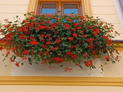 Obficie kwitnące czerwone pelargonie na parapecie okna. Warto wiedzieć, jak przezimować pelargonie, by cieszyć się nimi w kolejnym roku.