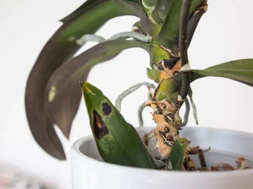 Orchideen krankheiten zeigen sich als schwarze Flecken auf den Blättern und braune, vertrocknete Stängel.