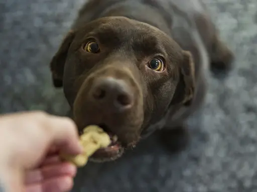 Un chien brun savoure une friandise, un moment qui pourrait faire l'objet d'un avis vétérinaire sur son alimentation.