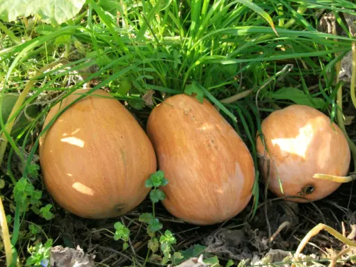 Trois courges orangées, ressemblant à des sucrines de Berry, poussent dans l'herbe verte et les feuilles sèches.