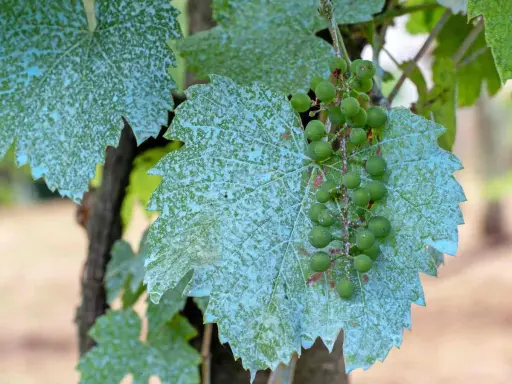 Feuilles de vigne couvertes de bouillie bordelaise, avec une grappe de raisins verts.